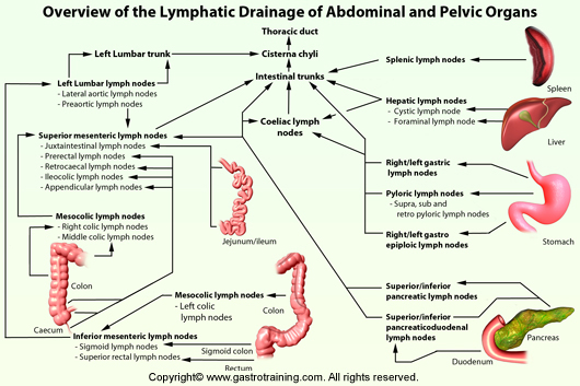 Lymphatic