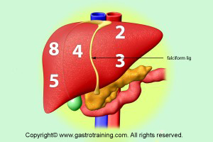 Liver segments