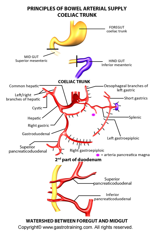 Coeliac